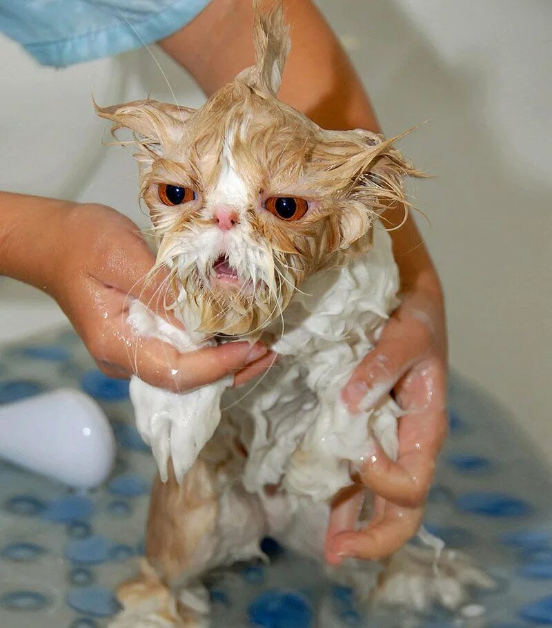 Коты после мытья. Мокрая кошка. Мокрый котенок. Промокший котенок. Смешные мокрые коты.