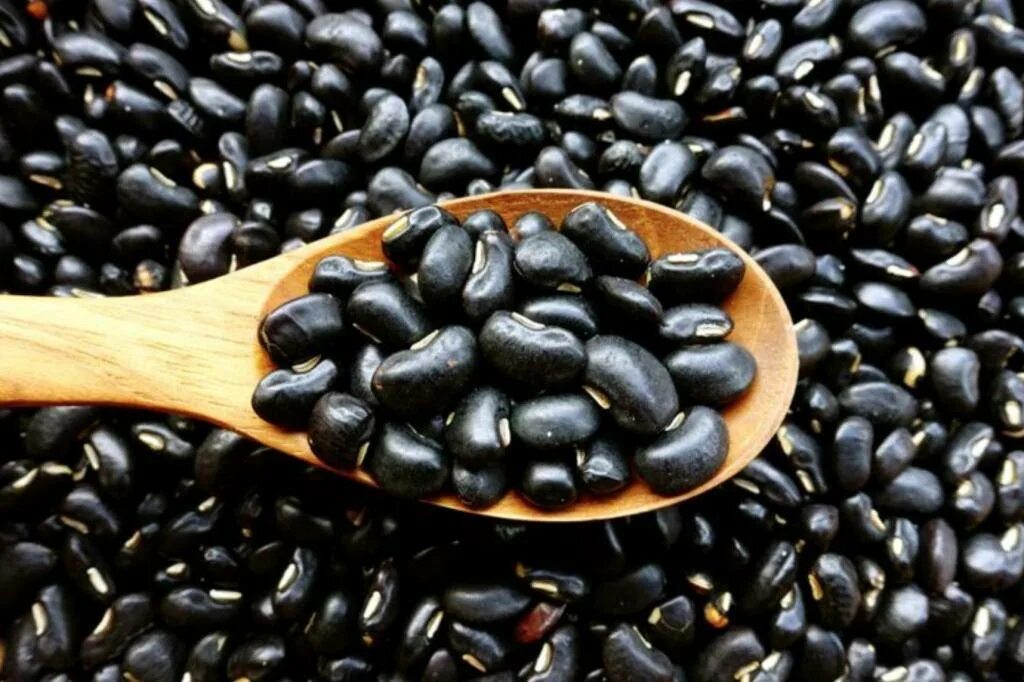 Черные семена похожие. Черные Бобы. Черная фасоль. Фасоль черная крупная. Черные семена похожие на фасоль.