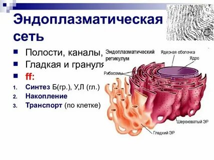 Функции эпс биология