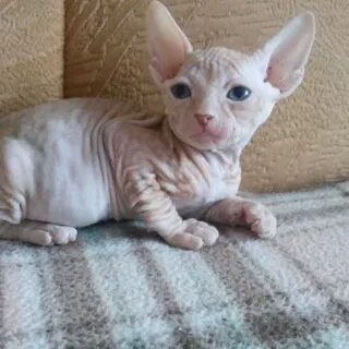 Котенок сфинкса 1 месяц