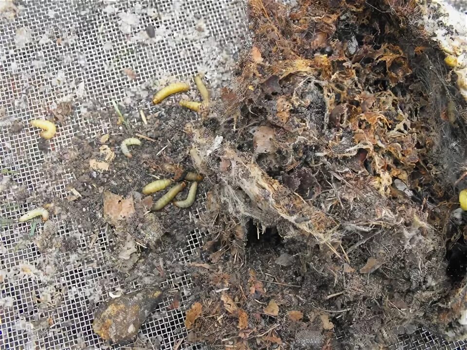 File:Bumblebee (Bombus hypnorum) nest in birdbox infested with wax moth larvae (