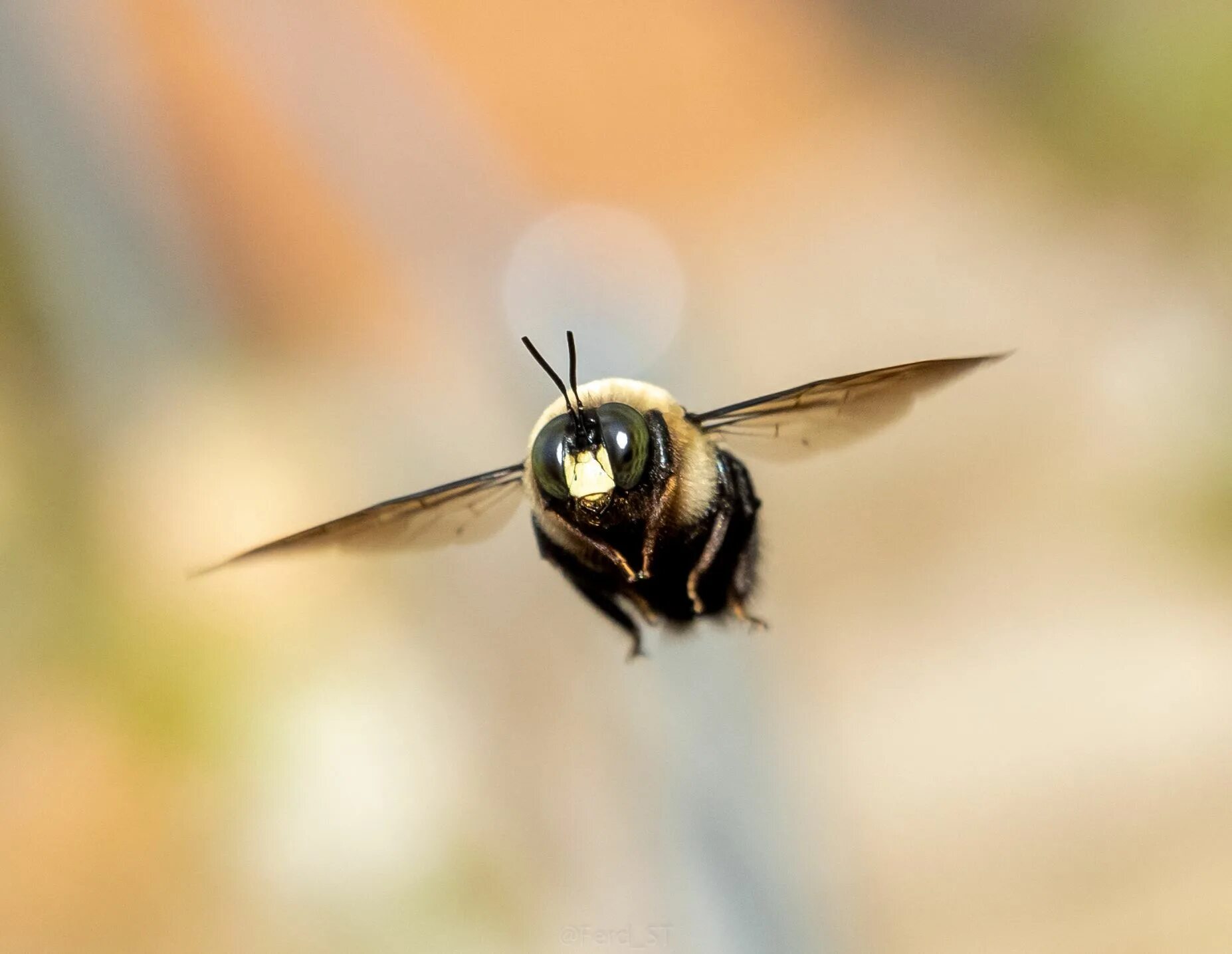 Bee fly. Пчела. Пчела в полете. Полет пчелы. Шмель в полете.