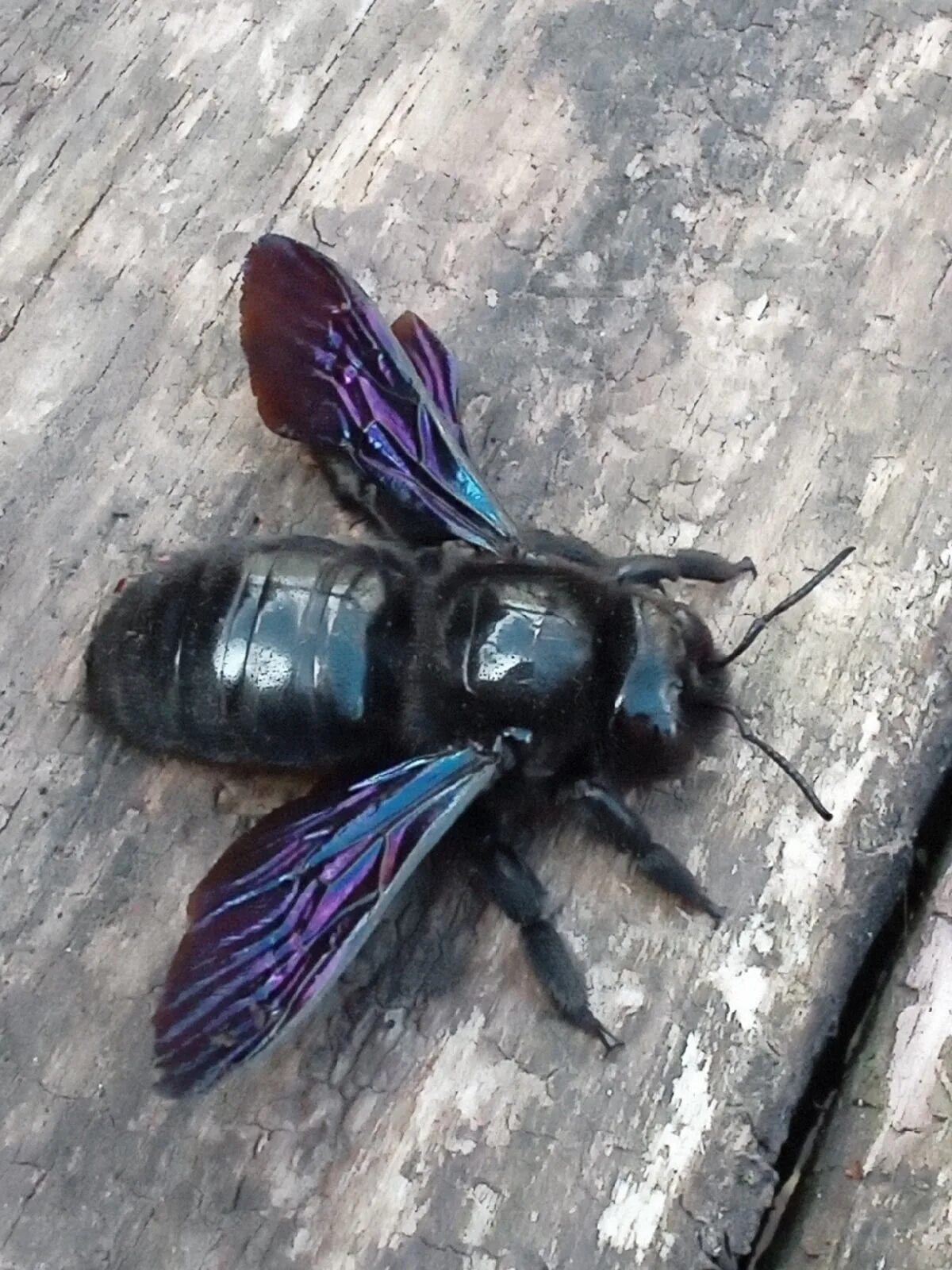 Синяя пчела плотник. Шмель-плотник фиолетовый( xylocopa violacea ). пчела-плотник xylocopa valga gerstaecker, 1872. ксилокопа фиолетовая.