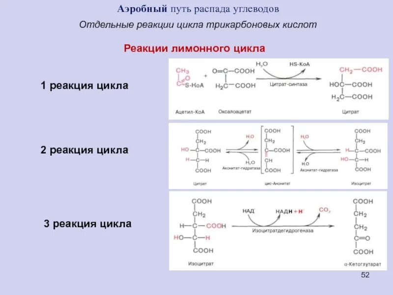 Аэробный дихотомический путь распада Глюкозы схема. Аэробный путь распада углеводов биохимия. Аэробный дихотомический путь распада Глюкозы гликолиз реакции. Регуляция аэробного распада Глюкозы. Аэробного расщепления