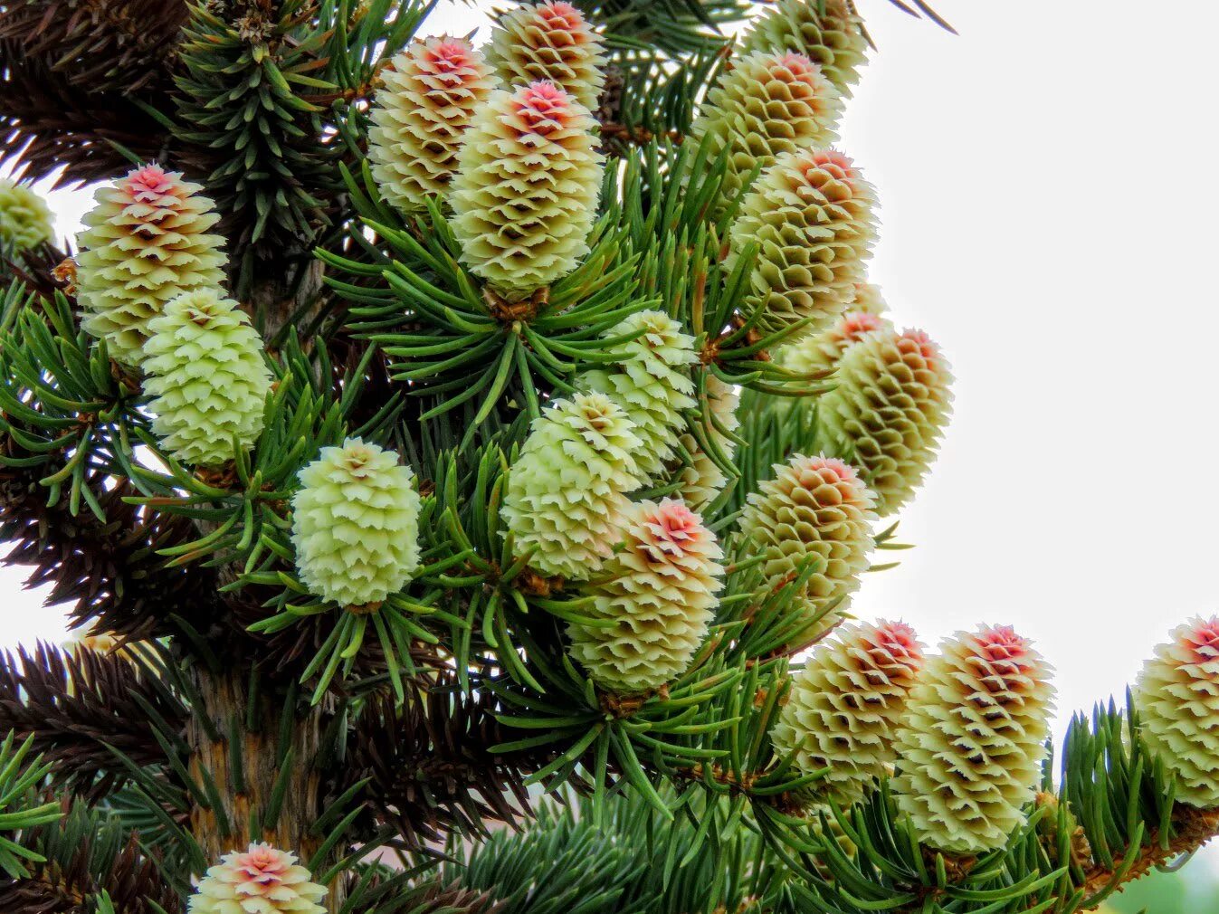 кедр сосновый сибирский цветение. сосна обыкновенная pinus sylvestris l. сосна обыкновенная в якутии. цветение сосны. сосна ма́ссона (pinus massoniana).