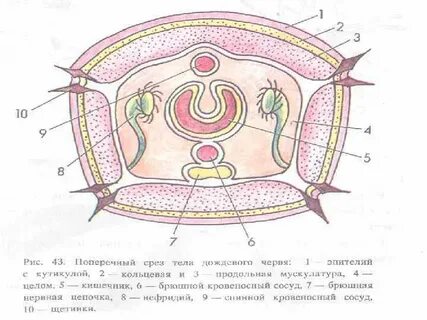 Рисунок поперечного разреза