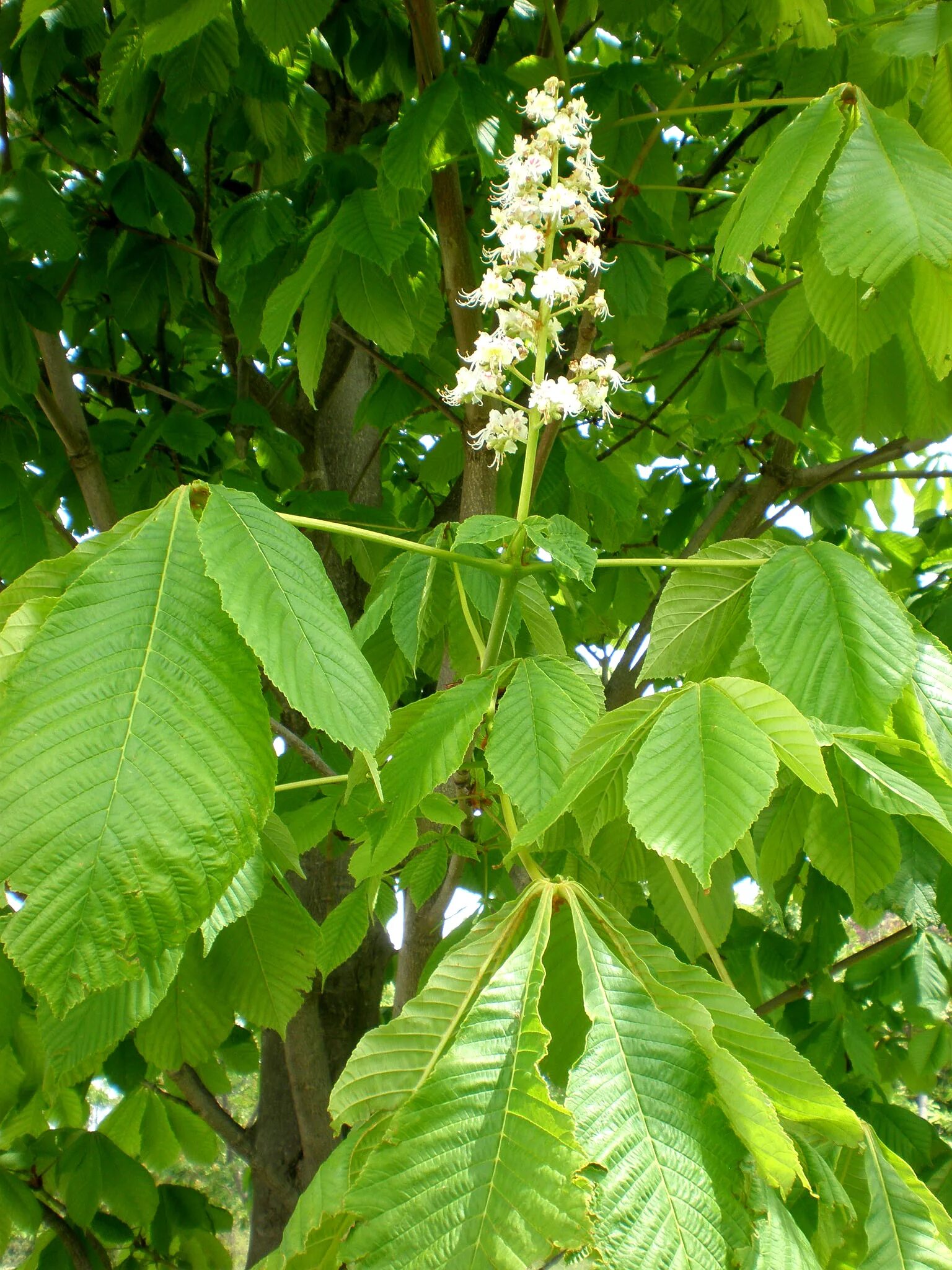 Конский каштан обыкновенный. Aesculus hippocastanum Крымский. Каштан дерево. Каштан в Крыму дерево. Виды каштановых