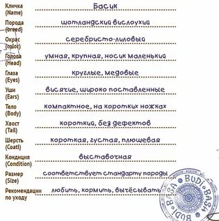 Какое имя дать игрушке
