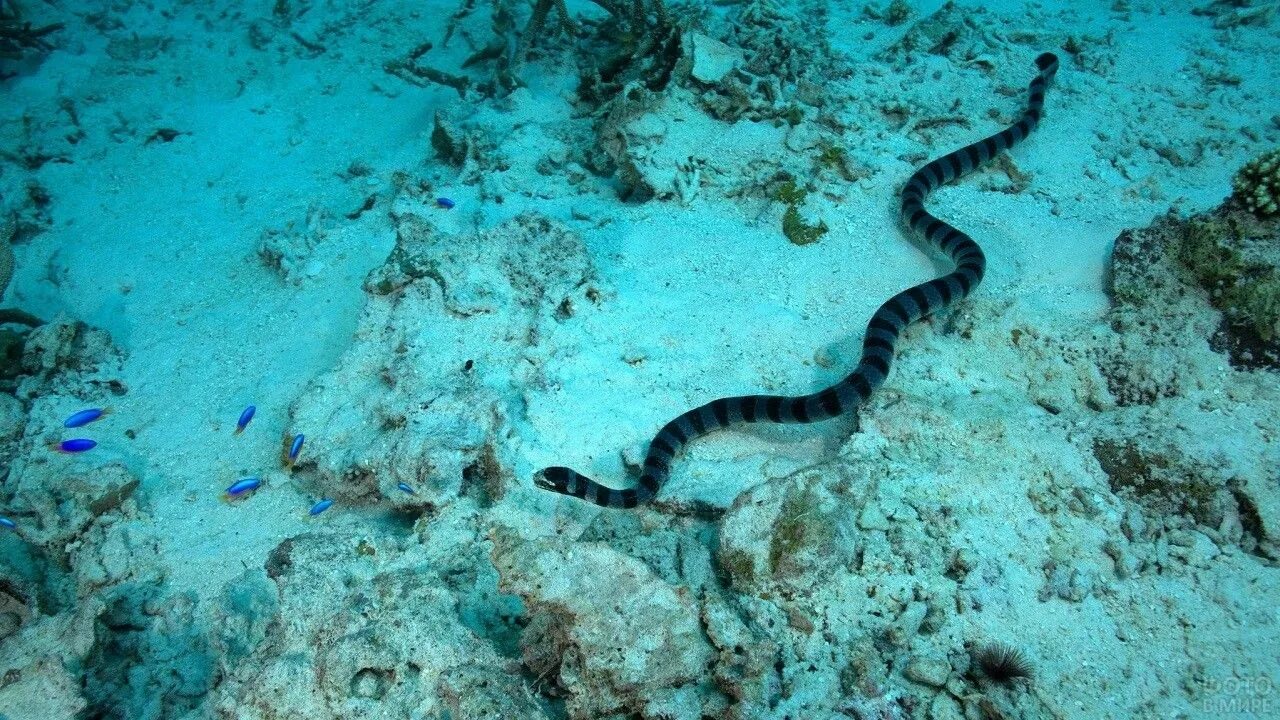 Какие змеи водятся в азовском море: найдено 83 изображений