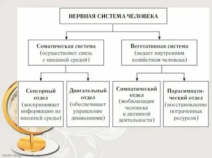 Что регулирует соматический отдел нервной системы