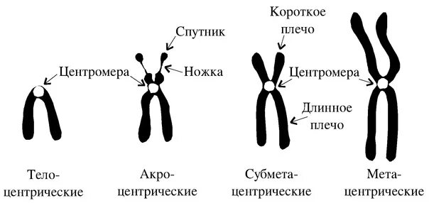 Какие типы хромосом вам известны. Схема строения хромосом всех типов. Хромосомы в зависимости отрасположения центромер. МЕТА субмета акроцентрические хромосомы. Схема строения метафазной хромосомы и типы хромосом.