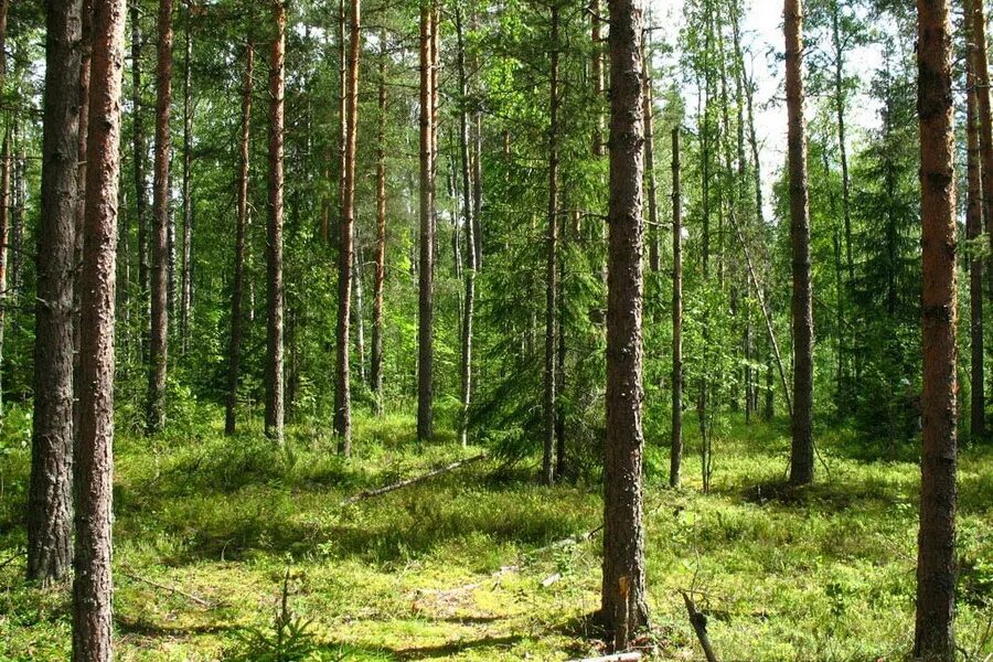 Смешанные леса заповедники