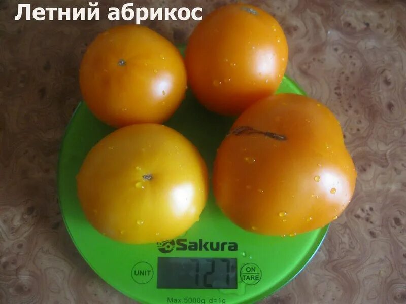 абрикос сорт россиянин описание сорта. абрикос сорт медовый. абрикос сын краснощекого описание. сибиряк байкалова описание сорта. абрикос мелитопольский поздний.