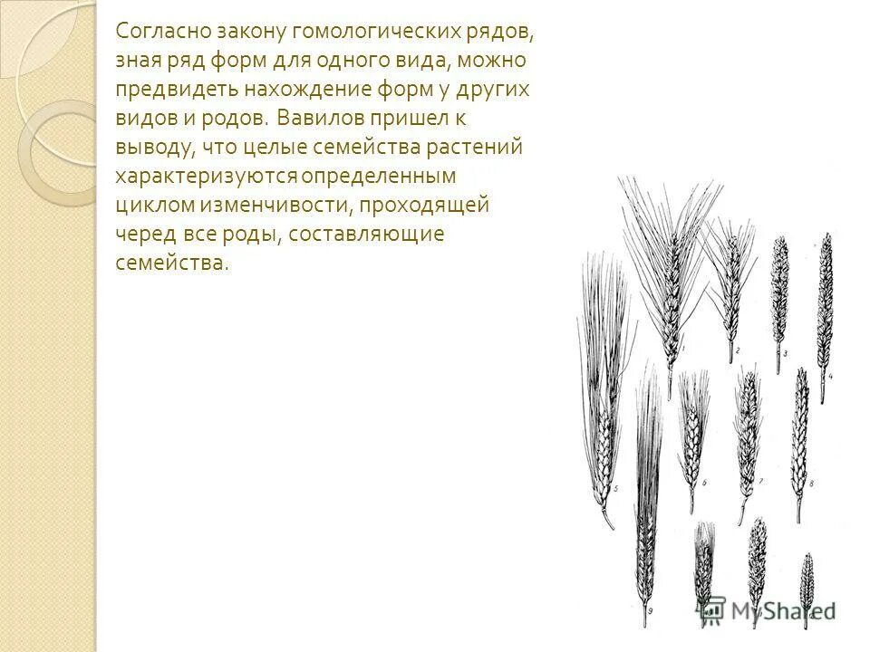 закон гомологических рядов н. закон гомологических рядов вавилова формулировка. закон гомологических рядов вавилова. закон гомологических рядов наследственной изменчивости н. и.