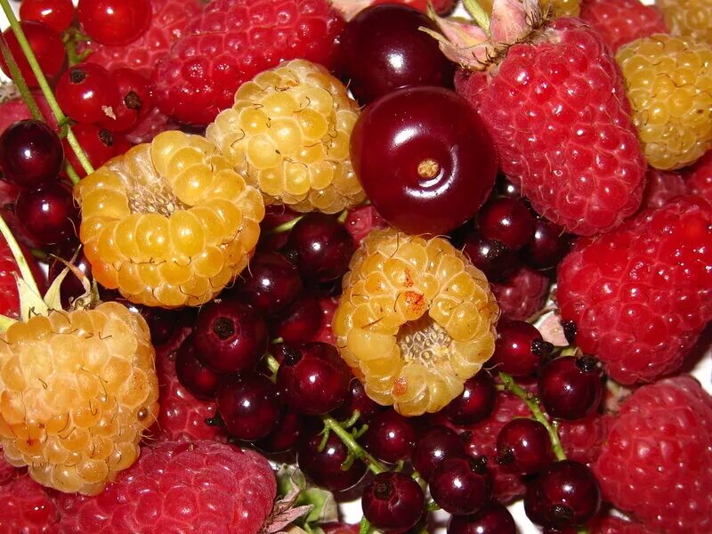 ягодные земли