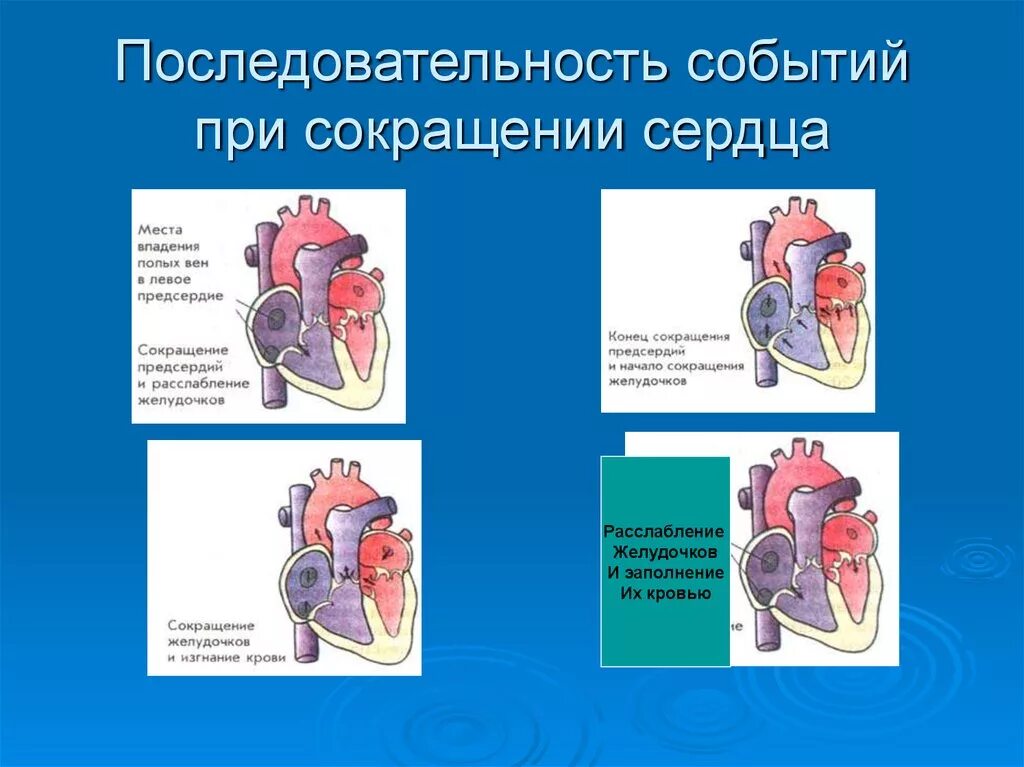 Расслабление предсердий и желудочков. Последовательность сокращения сердца. При сокращении желудочков сердца. Фазы сокращения сердца. Последовательность сердечного цикла.