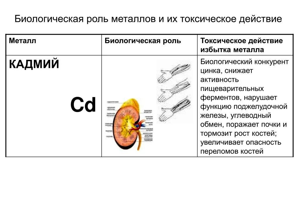 Биологическая роль металлов в организме. Кадмий в организме человека. Роль кадмия в организме человека. Роль металлов в организме человека химия.