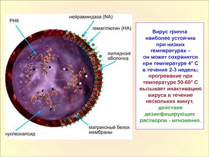 Симптомы простудных заболеваний. Разновидности гриппа. Вирус большая температура. Вирус большая температура. Вирус гриппа.