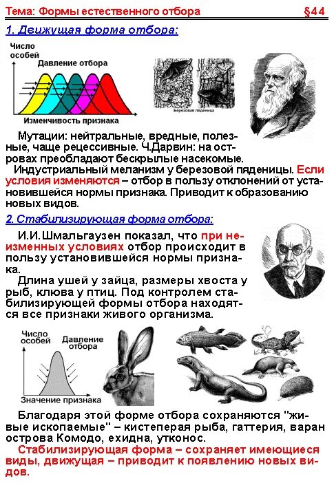 Естественный отбор таблица по биологии. Формы естественного отбора биология 9 класс. Таблица формы естественного отбора 11 класс биология. Формы естественного отбора таблица по биологии 11 класс.