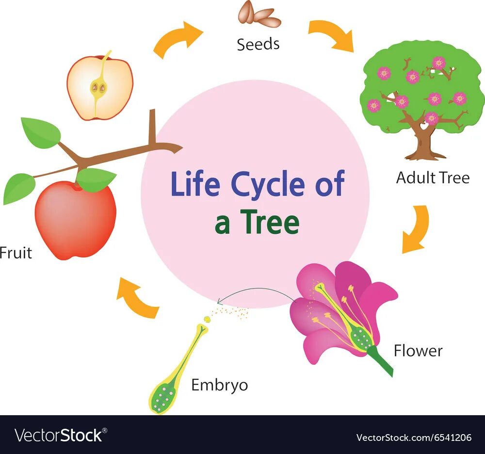 Teach the cycle of life перевод. Tree life cycle. цикл дерева. жизненный цикл дерева. жизненный цикл яблони.