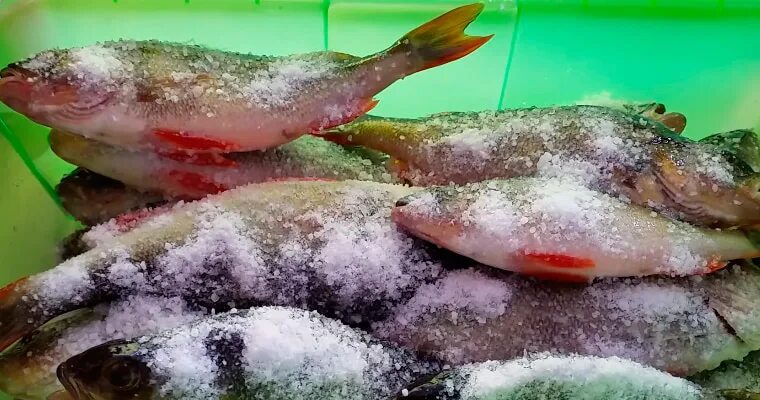 Окунь сухого посола. Засолить окуня. окунь горячего копчения калорийность. окунь морской малосольный. мариновка окуней перед копчением.