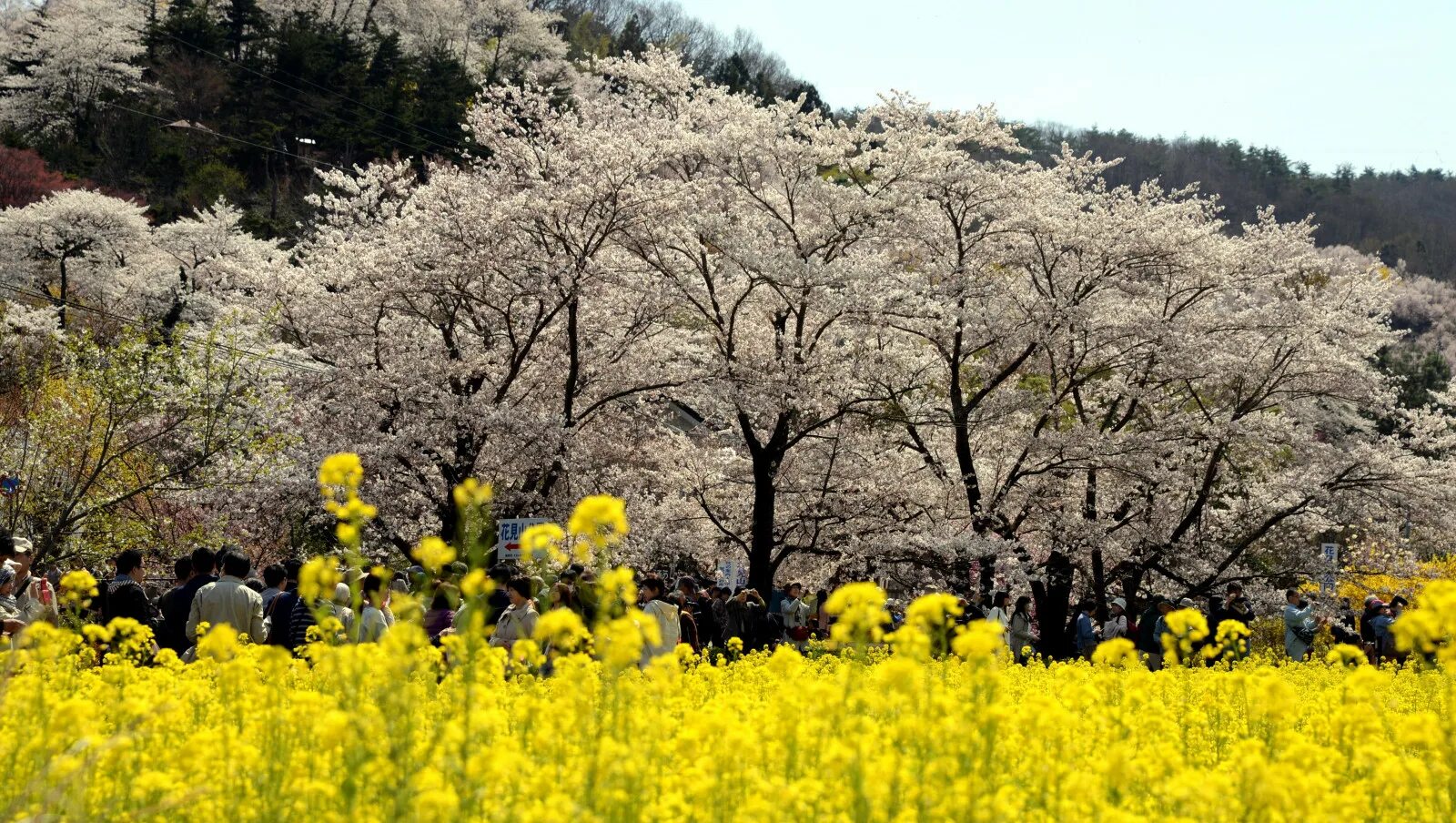 Yellow spring road япония. Цветение рапса в Японии. Горчичное поле в цвету. Горчичное дерево цветы. Горчичное дерево цветет.