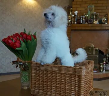 Кличка белого пуделя 4