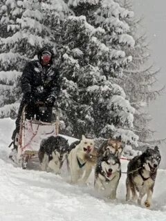 Рузская аляска