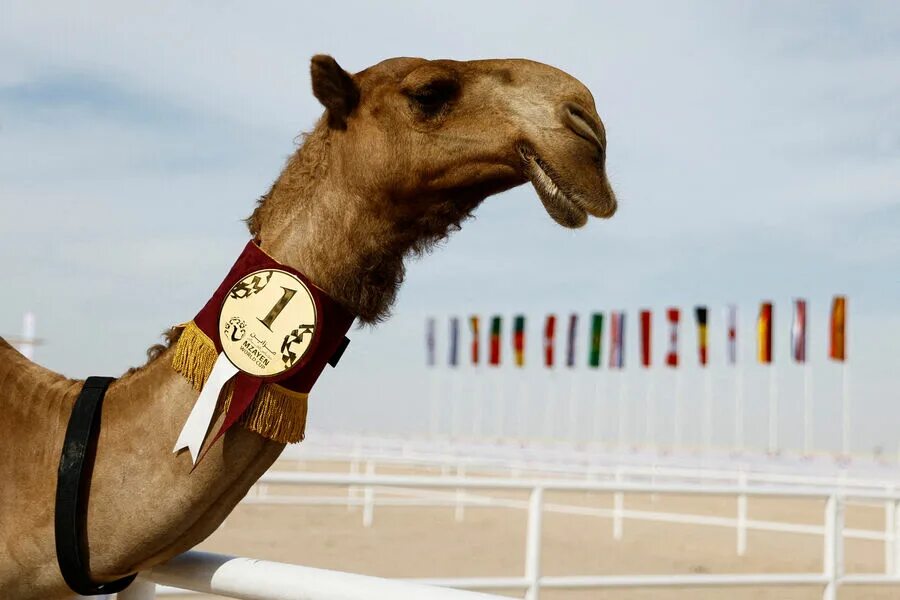 Camel beautiful