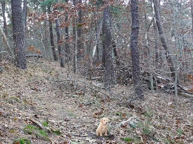 Найди собаку ответ. Найди собаку на картинке игра. Найди кота на картинке. Найди собаку ответ. Найти собаку ответы.