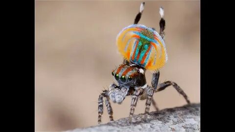 Dancing spider