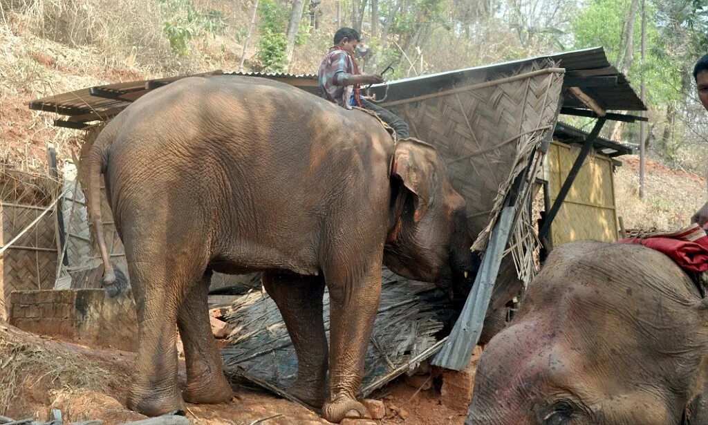 Слон перевозит людей. Слон в Индии переносит бревно. Слон носит. Working elephant