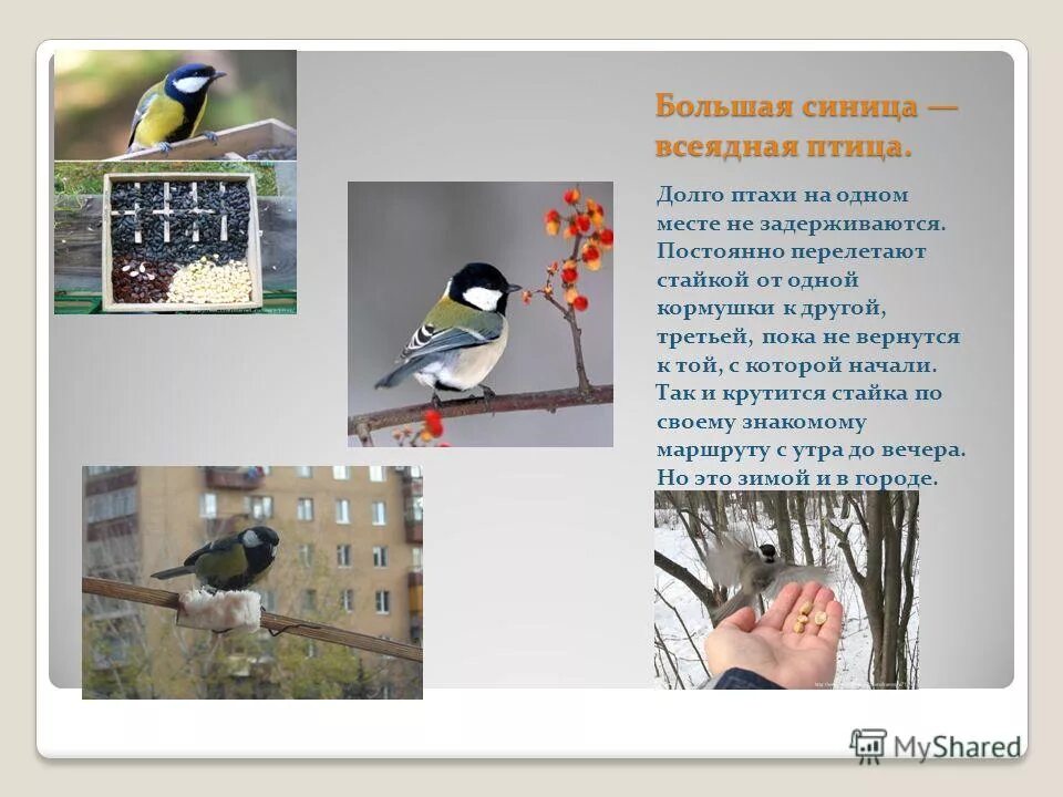 Синица лазоревка. Всеядные птицы признаки. Всеядные птицы презентация. Синицы всеядные птицы. Большая синица описание.