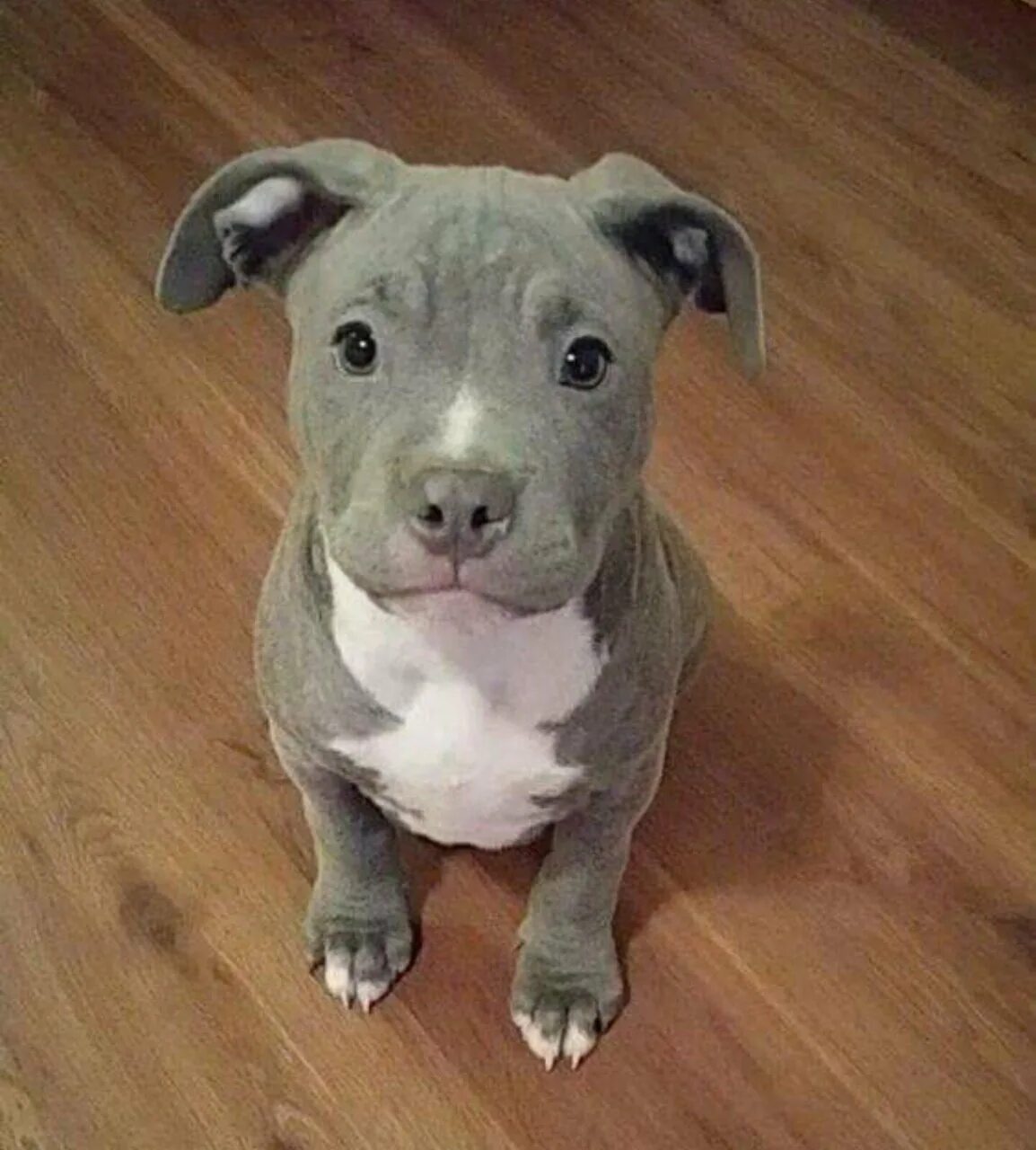 Собака стала меньше. Английский стаффордширский бультерьер. Корги в уточках. Американский став терьер. Корги и утка.