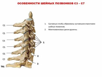 Позвонок с5 с6 где