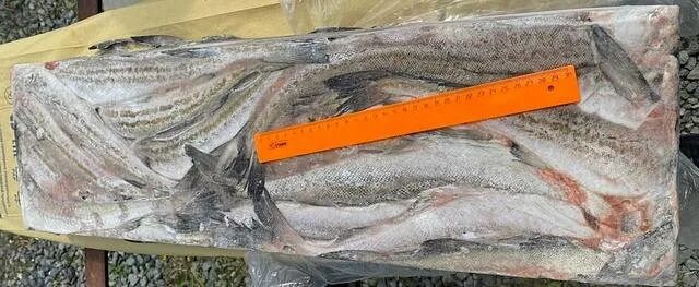 Минтай можно коту. Минтай бг. минтай бг 30 +. вылов минтая 2025. минтай 25+ 11 кг.