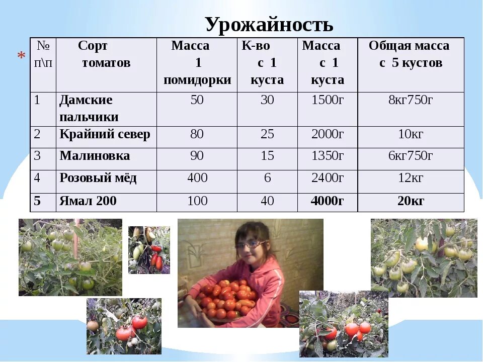 Урожайность томатов. Таблица урожайности сортов томата. Средняя урожайность помидор. Урожайность одного куста помидор.