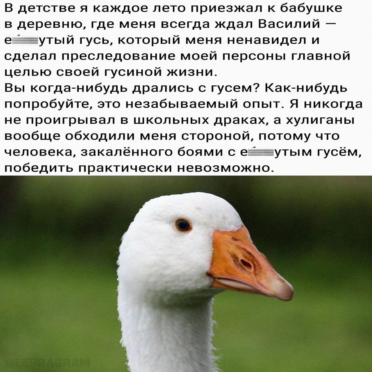 Почему гуси стали садиться на барку запишите. Грустный Гусь. Боевой Гусь. Стих про гуся.