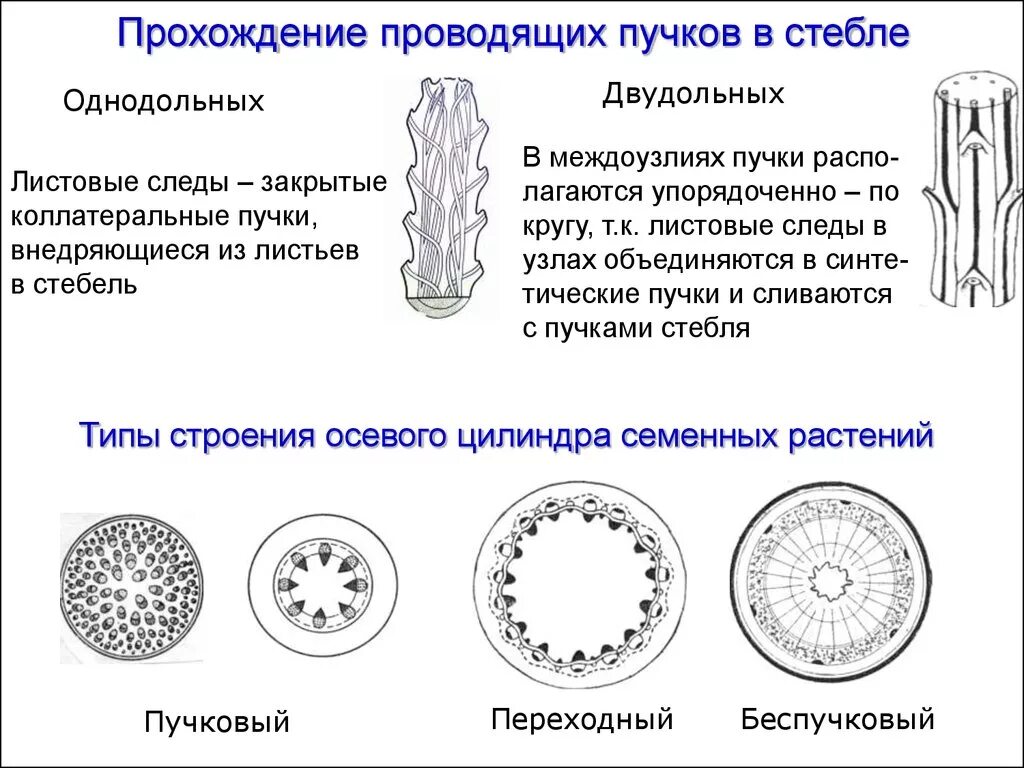 Проводящие пучки состоят из