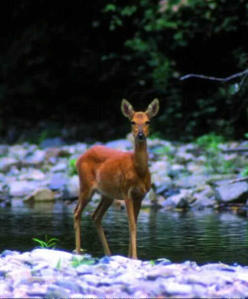 волжско-камский заповедник республики татарстан. волжско-камский заповедник красная книга. волжско-камский заповедник татарстана растения. волжско-камский заповедник татарстана флора. волжско-камский биосферный заповедник.