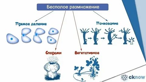 Преобладает бесполое поколение