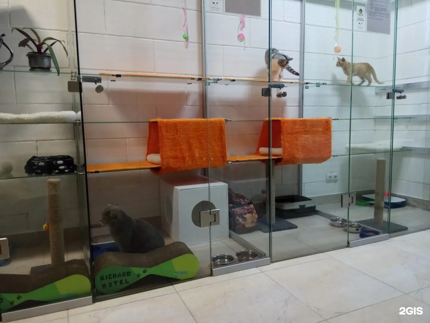 Кима 123 гостиница для кошек где это. Элитный отель для кошек. Гостиница для кошек. Зоогостиница реклама. Гостиница для животных.