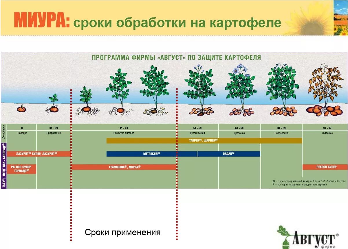 Схема защиты при выращивании картофеля. Сроки обработки картофеля. Периоды картофеля. Что такое гербициды для растений. Вегетация растений опрыскивание