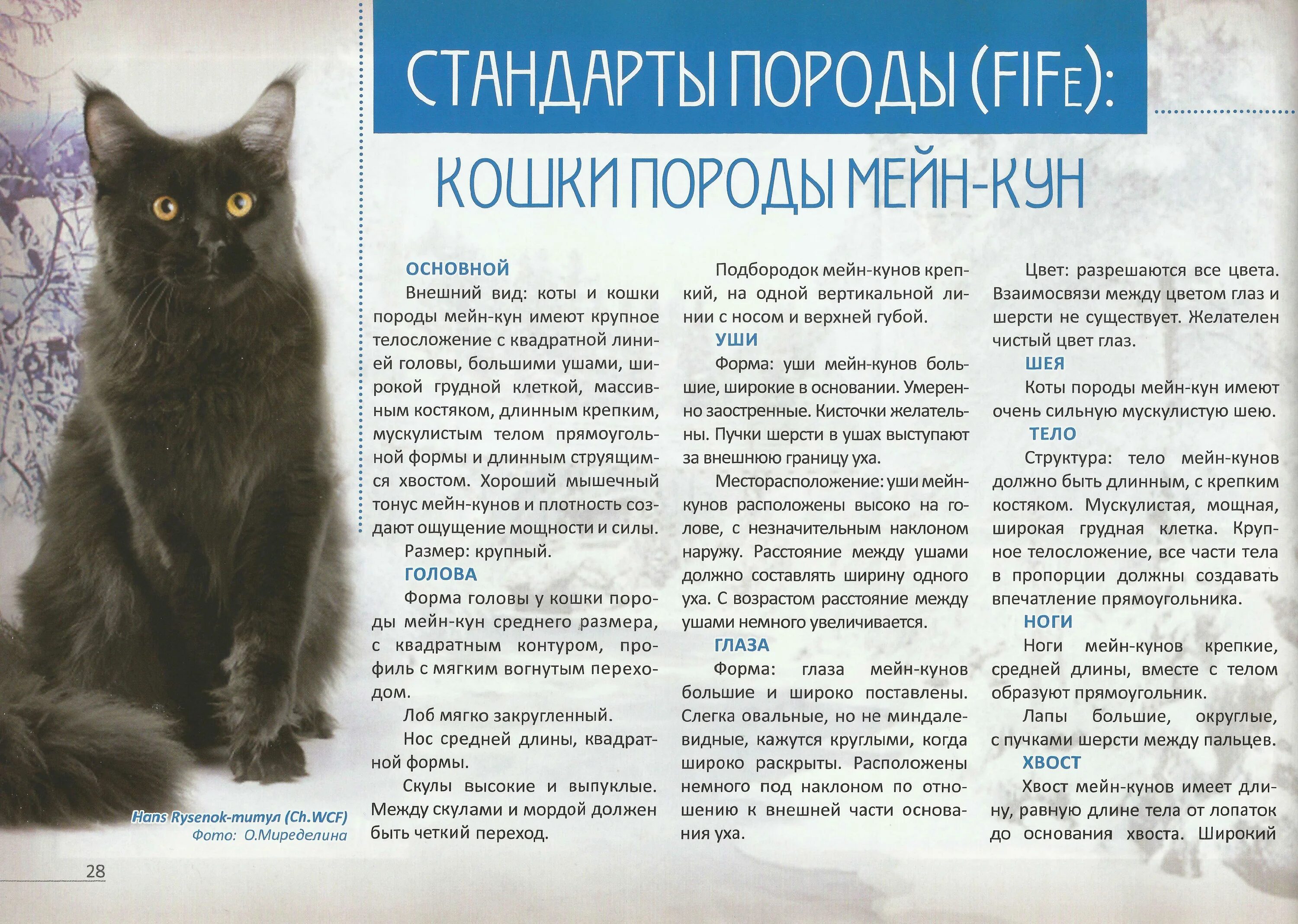 Стандарты породы кошек Мейн-куна. Мейн кун кот описание характер. Кошка Мейн кун 2 года. Стандарты кошек породы Мейн кун.