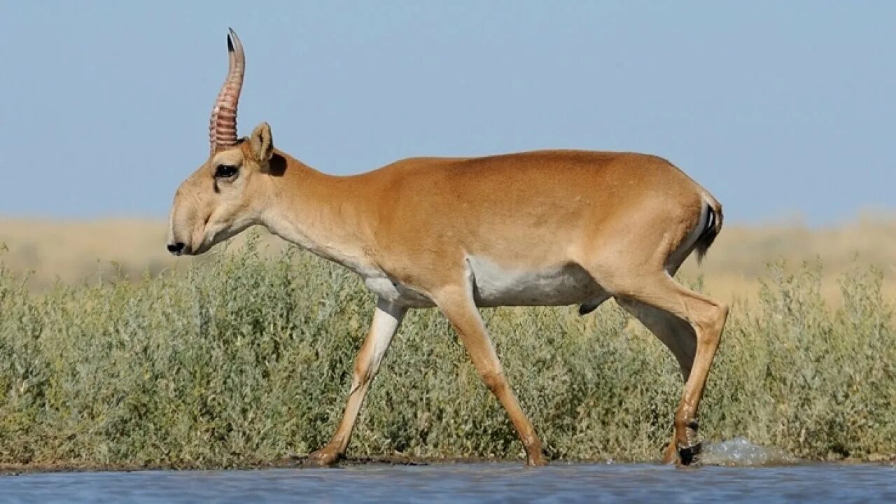 Сайгак в тундре. Заповедник чёрные земли антилопа сайгак. Сайга (сайгак). Степная антилопа сайгак. Сайга антилопа.