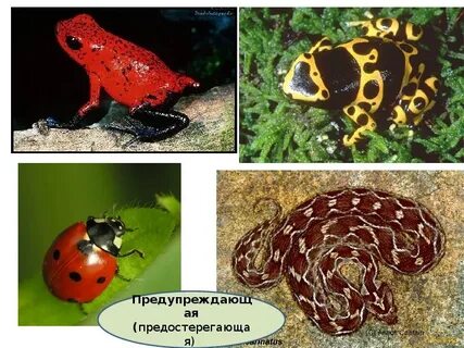 Предупреждающий окрас