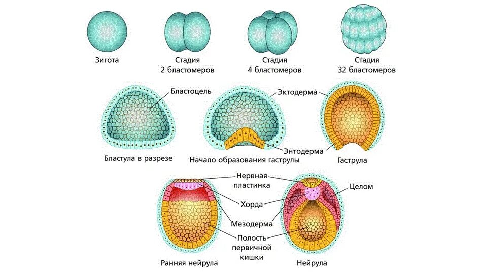 Эмбриология примеры