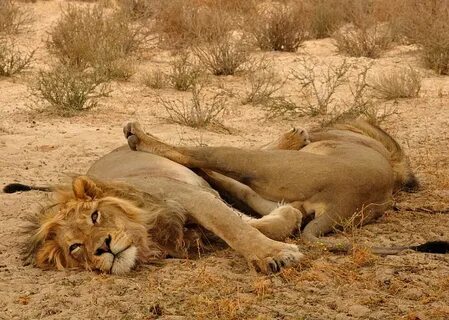 A lion sleep during the day
