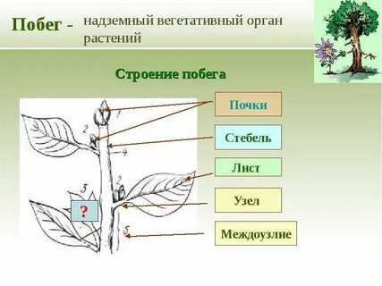 Органы побега