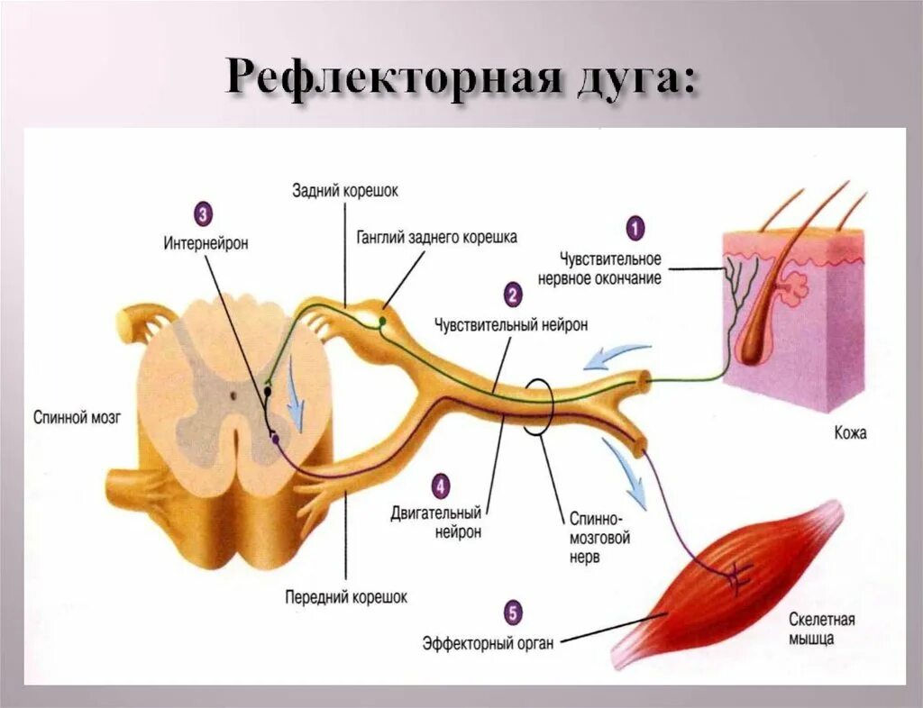 Рефлекс звенья рефлекторной дуги. 5 Звеньев рефлекторной дуги. 3 Звена рефлекторной дуги. Звенья рефлекторной дуги анатомия.